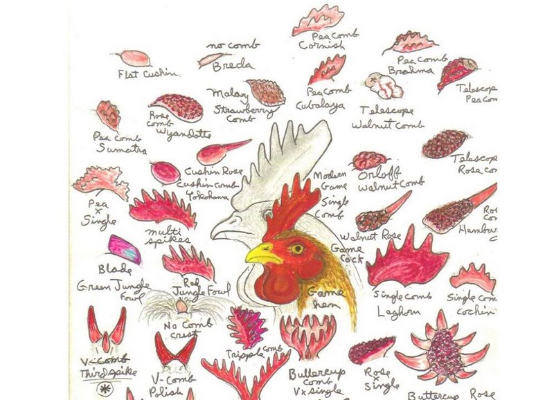 Tổng hợp danh sách lược gà chọi được ưa chuộng - Thế Giới Đá Gà