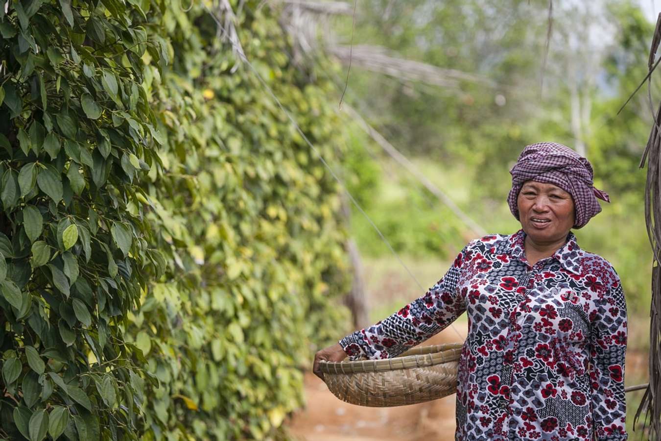 Vườn tiêu ở Kampot